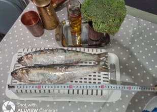 Imagine Vand Scrumbii proaspete , autentice , superioare , capturi Galati